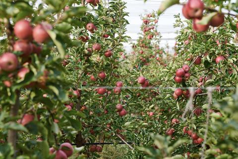 Joya apples