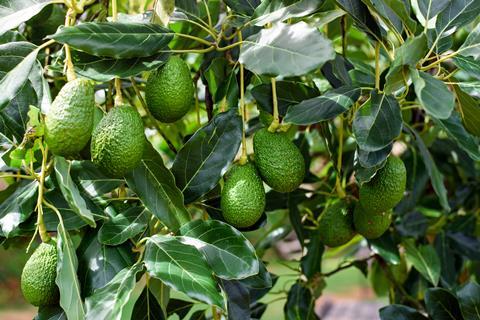 Hass avocado tree Generic