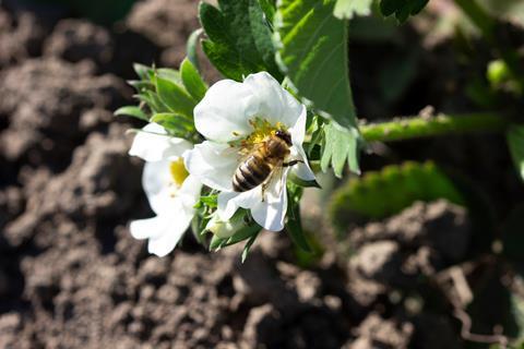 Bee pollination berries Adobe Stock