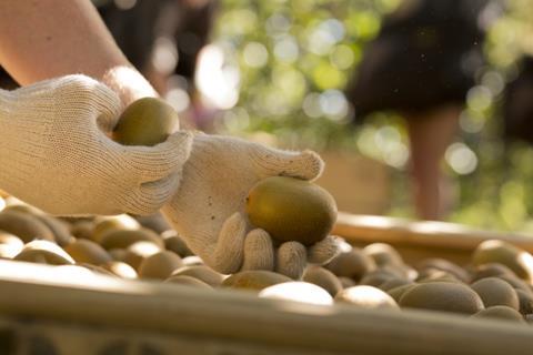 Foto: Zespri International Europe N.V.
