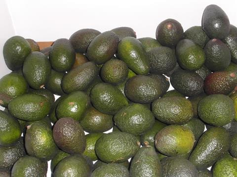 Peru_Avocados_Camposol__1_.JPG