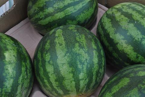 Almería: Wassermelonen erzielen Höchstpreise