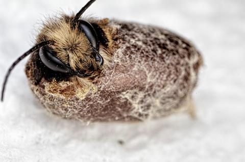 Bee cocoon