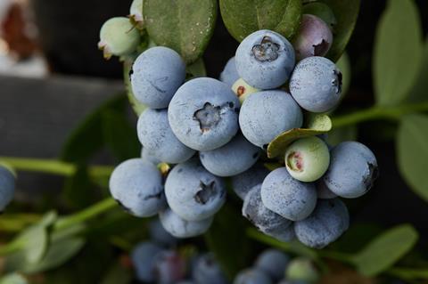 Fall Creek blueberries