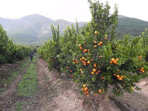 Chilean mandarins