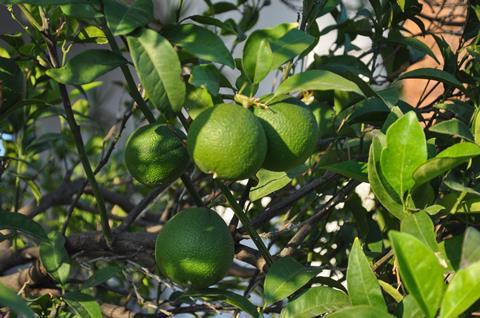 Persian limes