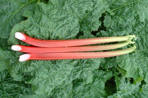 Yorkshire rhubarb is typically in season from January to March