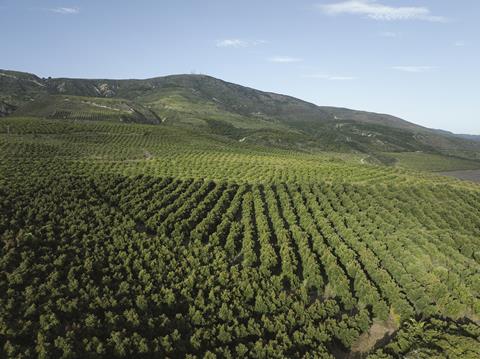 California Avocado Groves