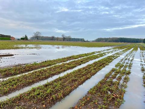 A flooded carrot field in York
