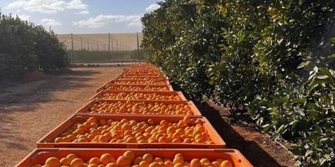 Hapag-Lloyd oranges South Africa