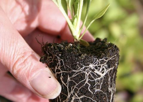 The discovery centres around root growth