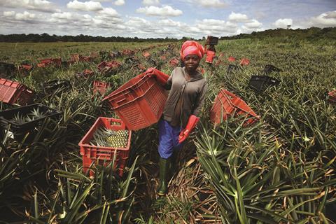 Harvesting pineapple on a farm in Ghana