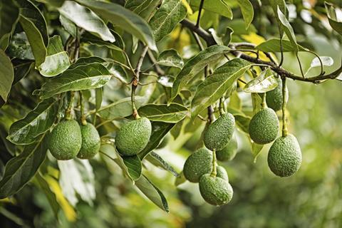 Westfalia avocados on tree