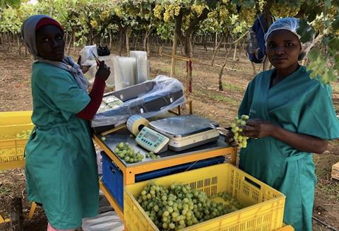 Namibian grape packing