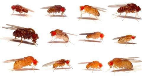 Example-images-of-20-different-fruit-fly-species.-Credit-Prof-Darren-Obbard-x