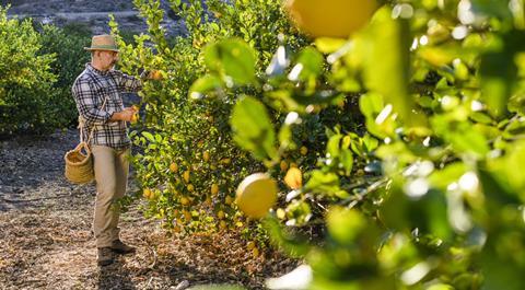 Spanish lemons