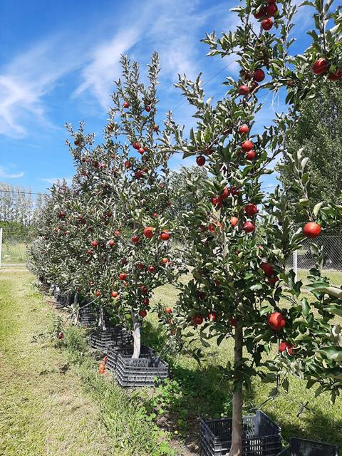 Production of Kissabel apples belonging to Moño Azul in Argentina