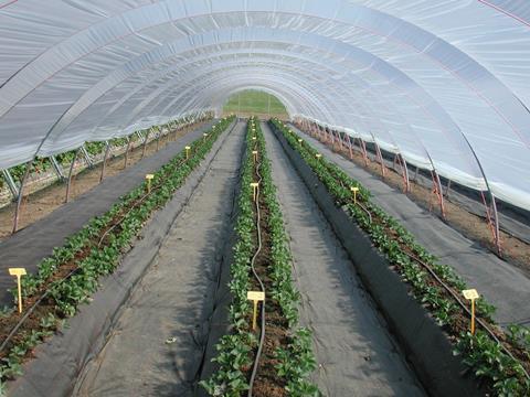 Erdbeerproduktion unter Tunnel in Substrat 2009