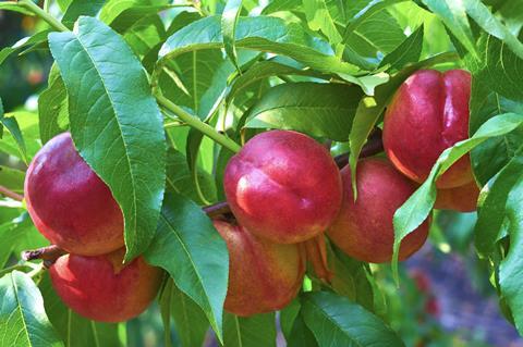 Nectarines on tree Adobe Stock
