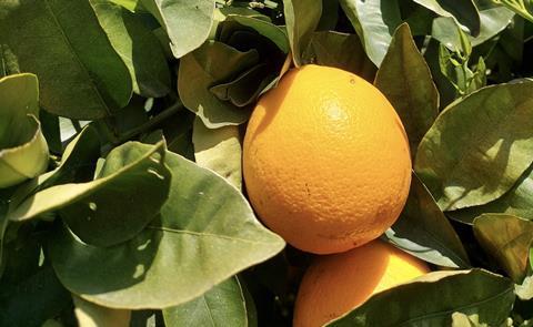 Algarve citrus