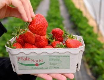 Pfalzmarkt: Erdbeer-Erzeuger profitieren vom warmen April-Wetter