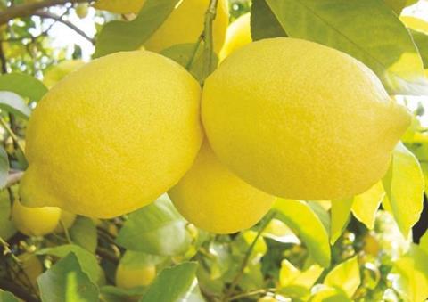 Los limones sudafricanos se dirigen a los mercados fuera de Europa |  Artículo