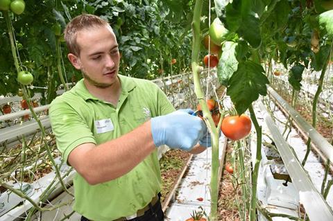 Gemüsegärtner kämpfen um den ersten Schweizermeistertitel