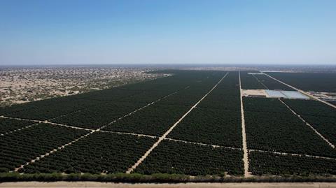 AvoAmerica avocado fields Peru