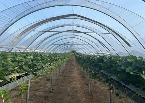 The thin solar panels are fixed to the top of the polytunnel at regular intervals