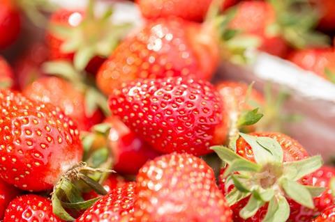 VSSE: Gute Entwicklung bei Erdbeerpflanzen