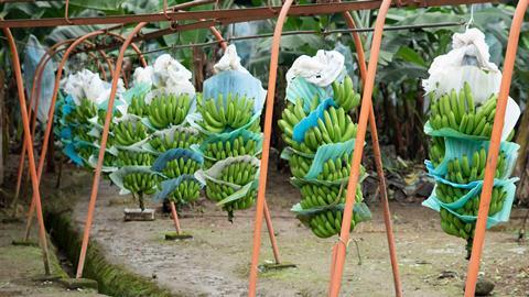 Ecuador bananas