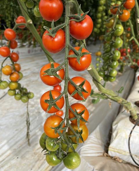 Duroc tomatoes