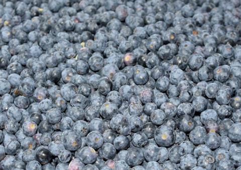 Love you berry much - Blaubeeren sind Aufsteiger des Jahres