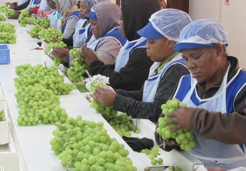 Table grape packhouse South Africa