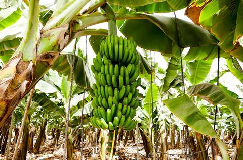 Lidl feiert den Fairbruary mit Pionierarbeit für faire Bananen