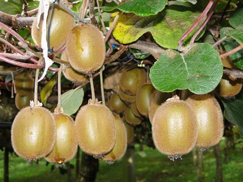 Neuseeland Kiwi Grün - Puketiro (8)