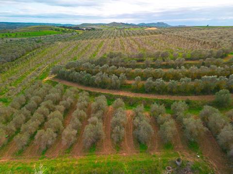 Persea_coltivazioni-2 ok