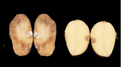 The PiperPlus variety can resist late blight, Potato Virus Y (PVY) and Potato Leafroll Virus (PLRV)