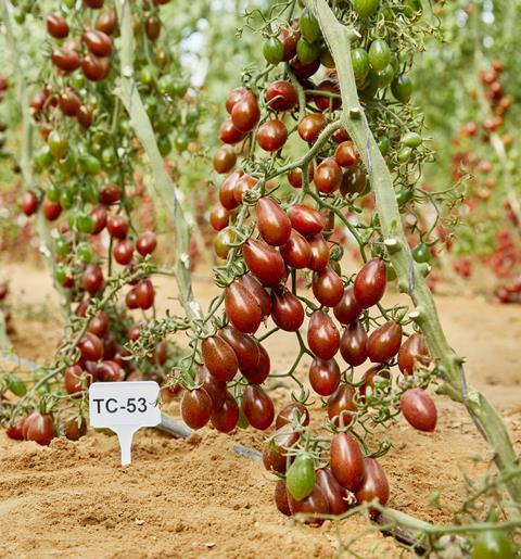 Breedx tomatoes