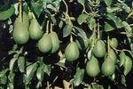 Israel: Höherer Avocado-Ertrag durch günstiges Klima und neues Marketingprojekt