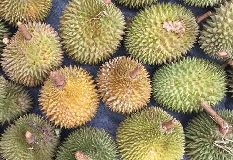 GEN durian fruit