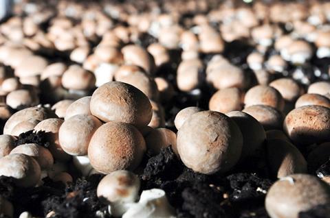 Im Jahr 2024 wurden in Deutschland 75.700 t Champignons geerntet. Wie das Statistische Bundesamt (Destatis) mitteilt, waren das 2,7 % weniger als im Vorjahr, aber 5,7 % mehr als im zehnjährigen Durchschnitt von 2014 bis 2023.