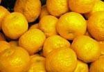 USDA: Investitionen von 13,6 Mio USD für Erforschung von Citrus Greening