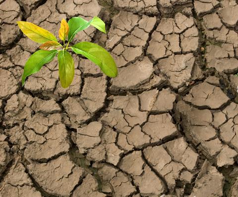Adobe Stock avocado seedling drought