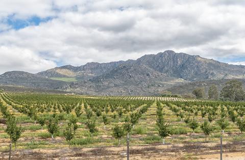 South African citrus