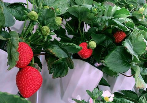 Driscoll's x Plenty Strawberries