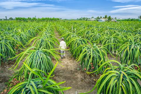 VN Dragon fruit plantation AdobeStock_162424564