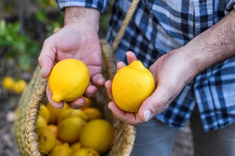 Spain organic lemons B