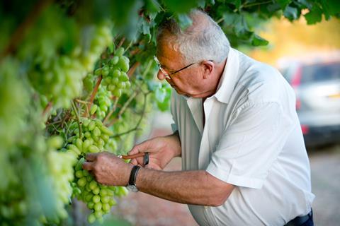 Shachar Karniel – Arra varieties breeder