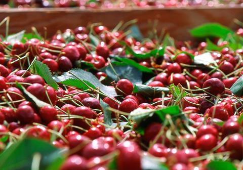 US Pacific Northwest Washington cherries in tub
